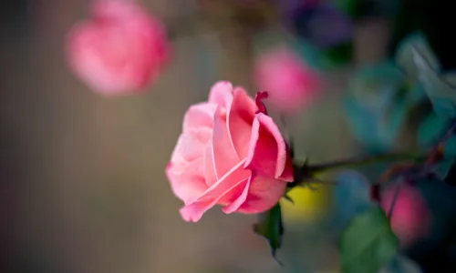 【13317】植物壁纸  2K 高清壁纸2560_1600@青蛙壁纸-笨猫小站