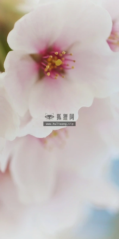 【13318】植物壁纸  2K 高清壁纸2560_1600@青蛙壁纸-笨猫小站
