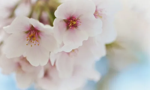 【13318】植物壁纸  2K 高清壁纸2560_1600@青蛙壁纸-笨猫小站