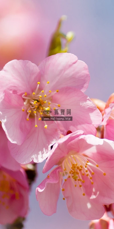 【13320】植物壁纸  2K 高清壁纸2560_1600@青蛙壁纸-笨猫小站