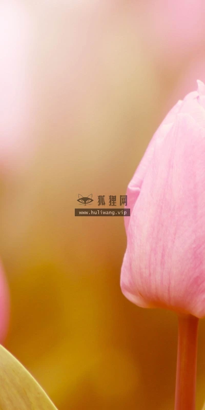 【13321】植物壁纸  2K 高清壁纸2560_1600@青蛙壁纸-笨猫小站