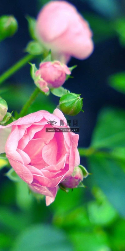 【13322】植物壁纸  2K 高清壁纸2560_1600@青蛙壁纸-笨猫小站