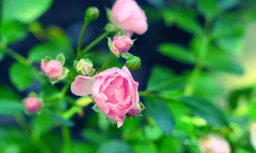 【13322】植物壁纸  2K 高清壁纸2560_1600@青蛙壁纸-笨猫小站