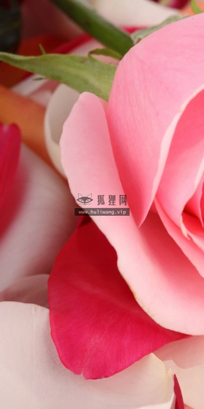 【13325】植物壁纸  2K 高清壁纸2560_1600@青蛙壁纸-笨猫小站