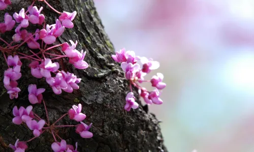 【13326】植物壁纸  2K 高清壁纸2560_1600@青蛙壁纸-笨猫小站