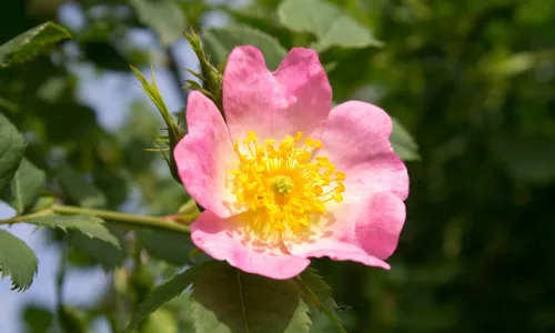 【13327】植物壁纸  2K 高清壁纸2560_1600@青蛙壁纸-笨猫小站