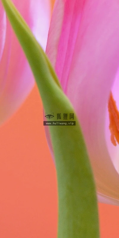 【13329】植物壁纸  2K 高清壁纸2560_1600@青蛙壁纸-笨猫小站