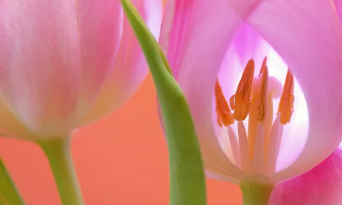 【13329】植物壁纸  2K 高清壁纸2560_1600@青蛙壁纸-笨猫小站