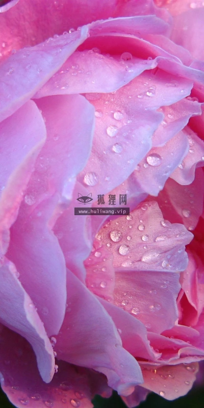 【13330】植物壁纸  2K 高清壁纸2560_1600@青蛙壁纸-笨猫小站