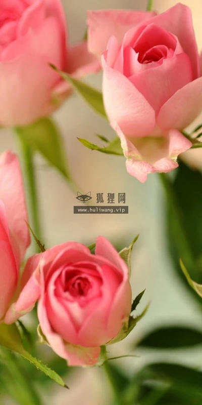 【13332】植物壁纸  2K 高清壁纸2560_1600@青蛙壁纸-笨猫小站
