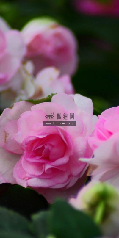 【13333】植物壁纸  2K 高清壁纸2560_1600@青蛙壁纸-笨猫小站