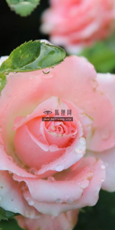【13334】植物壁纸  2K 高清壁纸2560_1600@青蛙壁纸-笨猫小站