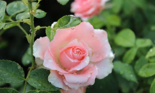 【13334】植物壁纸  2K 高清壁纸2560_1600@青蛙壁纸-笨猫小站