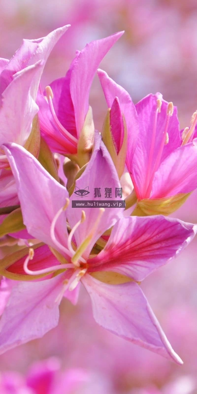 【13335】植物壁纸  2K 高清壁纸2560_1600@青蛙壁纸-笨猫小站