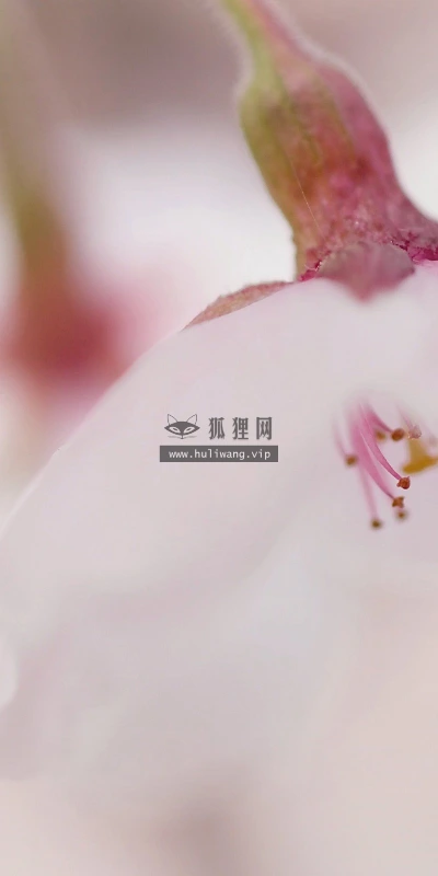 【13336】植物壁纸  2K 高清壁纸2560_1600@青蛙壁纸-笨猫小站