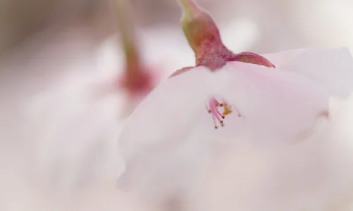 【13336】植物壁纸  2K 高清壁纸2560_1600@青蛙壁纸-笨猫小站