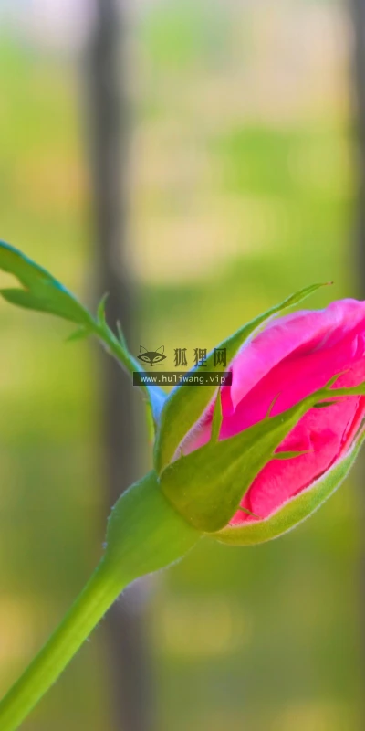 【13337】植物壁纸  2K 高清壁纸2560_1600@青蛙壁纸-笨猫小站