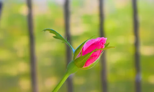 【13337】植物壁纸  2K 高清壁纸2560_1600@青蛙壁纸-笨猫小站