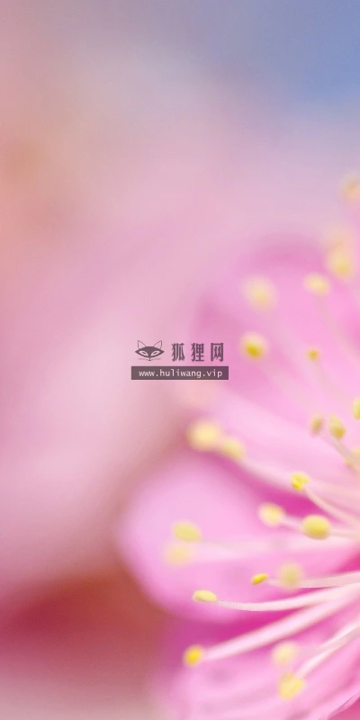 【13338】植物壁纸  2K 高清壁纸2560_1600@青蛙壁纸-笨猫小站