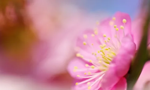 【13338】植物壁纸  2K 高清壁纸2560_1600@青蛙壁纸-笨猫小站