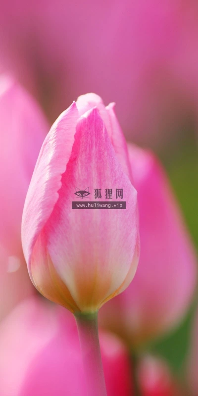 【13339】植物壁纸  2K 高清壁纸2560_1600@青蛙壁纸-笨猫小站