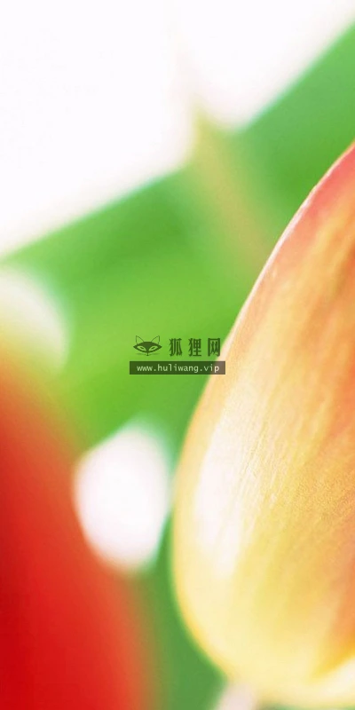 【13340】植物壁纸  2K 高清壁纸2560_1600@青蛙壁纸-笨猫小站