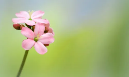【13342】植物壁纸  2K 高清壁纸2560_1600@青蛙壁纸-笨猫小站