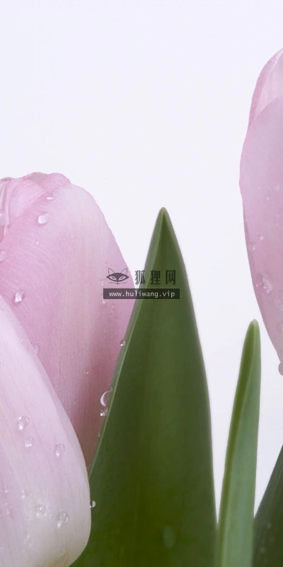 【13344】植物壁纸  2K 高清壁纸2560_1600@青蛙壁纸-笨猫小站