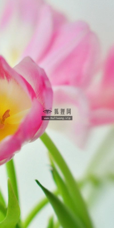 【13345】植物壁纸  2K 高清壁纸2560_1600@青蛙壁纸-笨猫小站