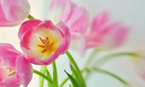 【13345】植物壁纸  2K 高清壁纸2560_1600@青蛙壁纸-笨猫小站