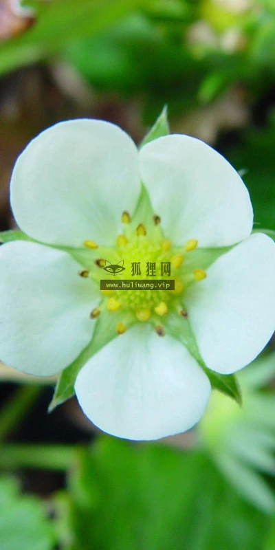 【13347】植物壁纸  2K 高清壁纸2560_1600@青蛙壁纸-笨猫小站