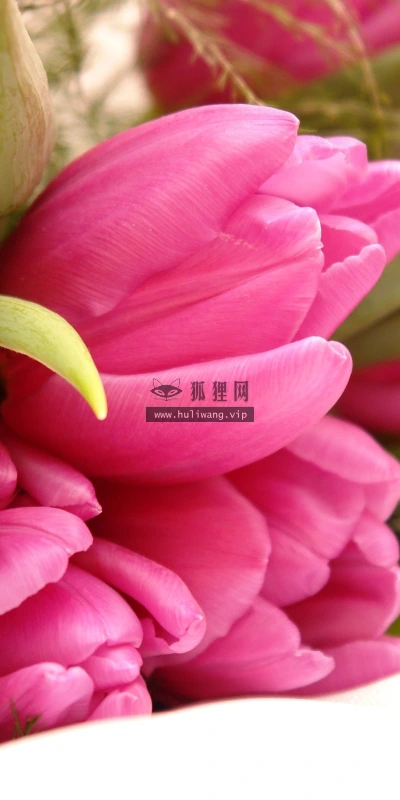 【13348】植物壁纸  2K 高清壁纸2560_1600@青蛙壁纸-笨猫小站