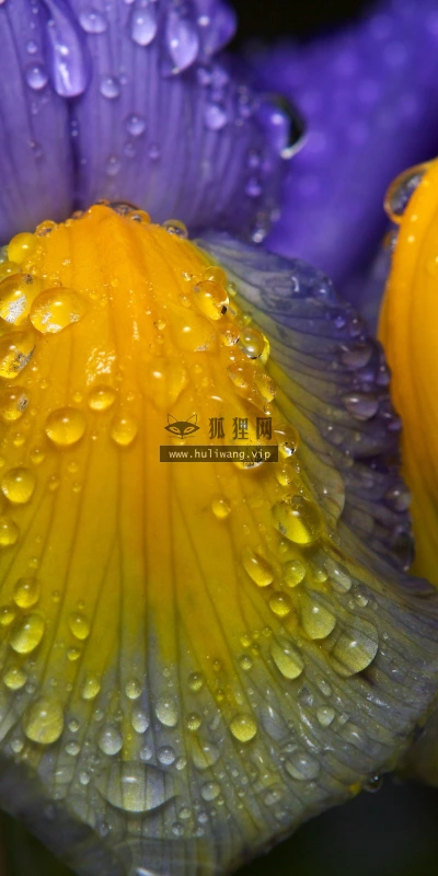 【13349】植物壁纸  2K 高清壁纸2560_1600@青蛙壁纸-笨猫小站