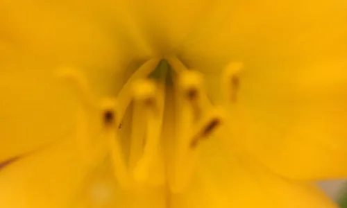 【13353】植物壁纸  2K 高清壁纸2560_1600@青蛙壁纸-笨猫小站
