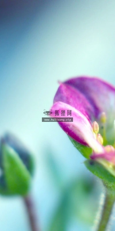 【13354】植物壁纸  2K 高清壁纸2560_1600@青蛙壁纸-笨猫小站