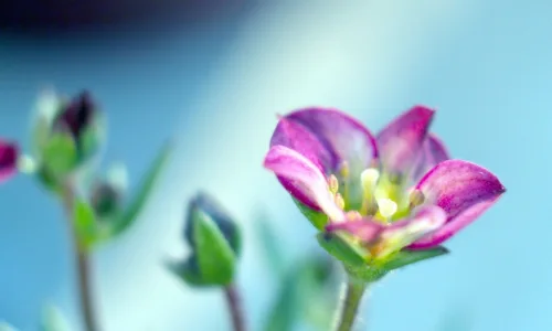 【13354】植物壁纸  2K 高清壁纸2560_1600@青蛙壁纸-笨猫小站
