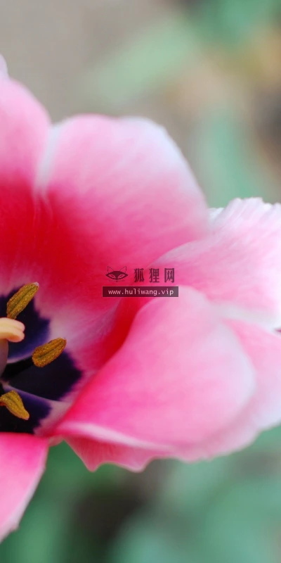 【13356】植物壁纸  2K 高清壁纸2560_1600@青蛙壁纸-笨猫小站