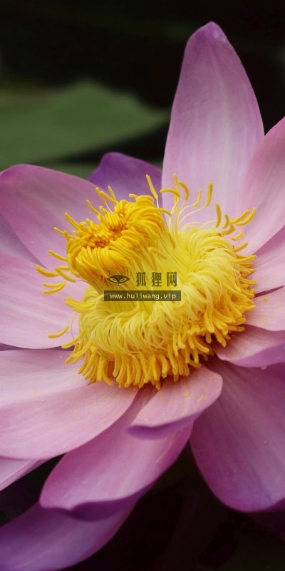 【13357】植物壁纸  2K 高清壁纸2560_1600@青蛙壁纸-笨猫小站