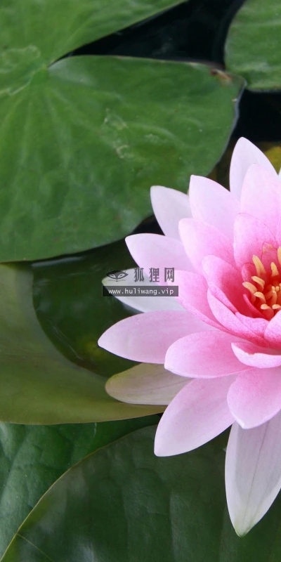 【13358】植物壁纸  2K 高清壁纸2560_1600@青蛙壁纸-笨猫小站