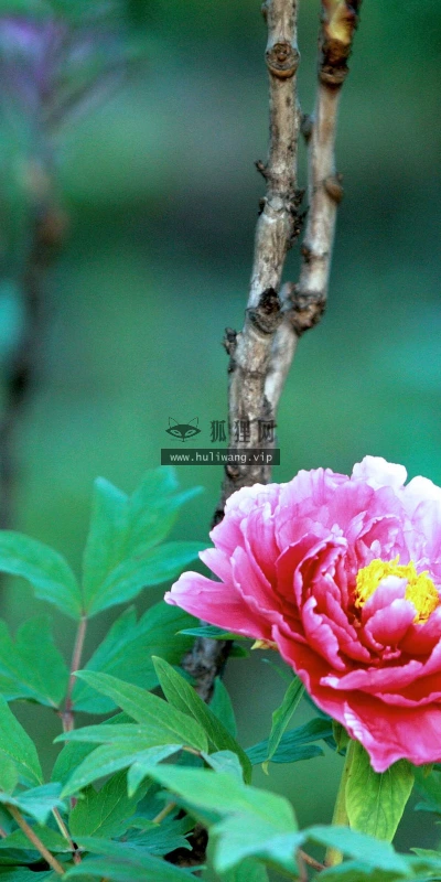 【13359】植物壁纸  2K 高清壁纸2560_1600@青蛙壁纸-笨猫小站