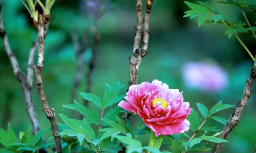 【13359】植物壁纸  2K 高清壁纸2560_1600@青蛙壁纸-笨猫小站