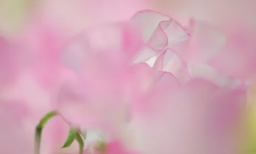 【13360】植物壁纸  2K 高清壁纸2560_1600@青蛙壁纸-笨猫小站