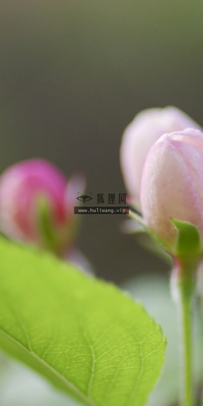 【13361】植物壁纸  2K 高清壁纸2560_1600@青蛙壁纸-笨猫小站