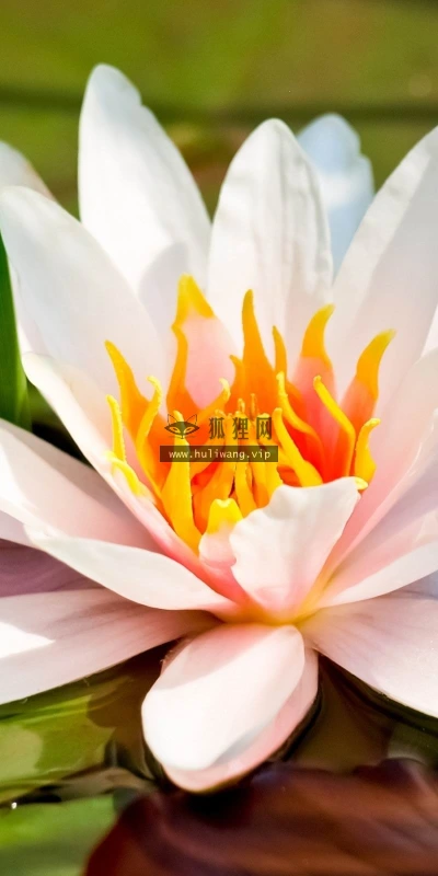 【13362】植物壁纸  2K 高清壁纸2560_1600@青蛙壁纸-笨猫小站