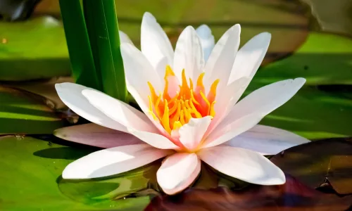 【13362】植物壁纸  2K 高清壁纸2560_1600@青蛙壁纸-笨猫小站