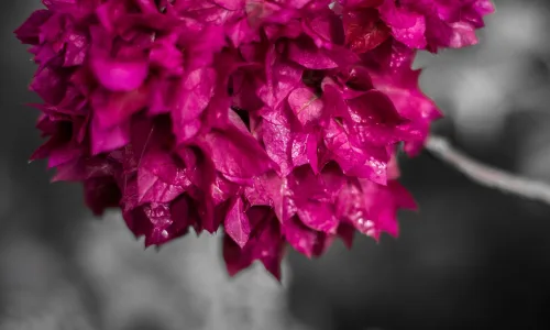 【13363】植物壁纸  2K 高清壁纸2560_1600@青蛙壁纸-笨猫小站