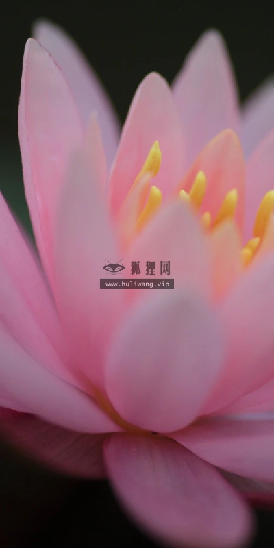 【13364】植物壁纸  2K 高清壁纸2560_1600@青蛙壁纸-笨猫小站