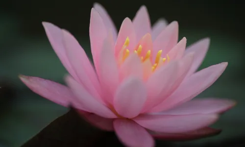 【13364】植物壁纸  2K 高清壁纸2560_1600@青蛙壁纸-笨猫小站