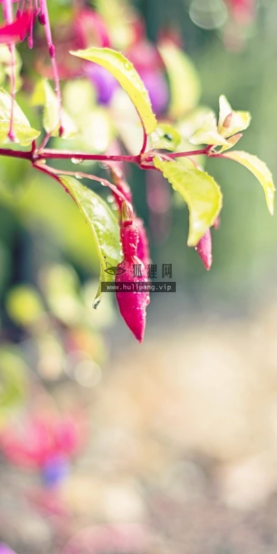 【13365】植物壁纸  2K 高清壁纸2560_1600@青蛙壁纸-笨猫小站