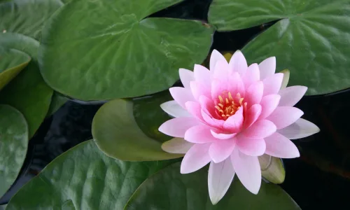 【13366】植物壁纸  2K 高清壁纸2560_1600@青蛙壁纸-笨猫小站